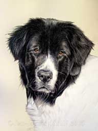 Dessin artistique du chien Landseer Eliott